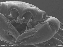 Megalopa larva-conductive-staining2